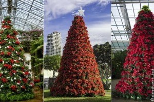 Mikulásvirágból karácsonyfa - láttál már ilyen csodásat?