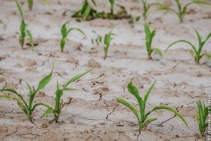 Három magyar mikrobiológiai készítmény segíthet az aszály leküzdésében