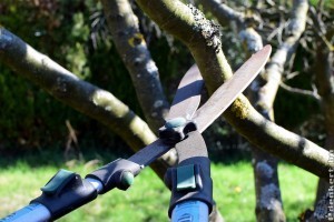 Gyümölcsfák ápolása: szabad-e télen metszeni?