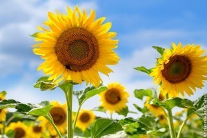 Napraforgó, az ikonikus hatóanyag