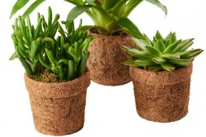 Lebomló virágcserepekkel csökkenti műanyagfelhasználását a SPAR