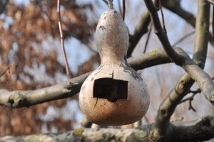 Madáretető házilag - évekig bírja a tökből készült etető