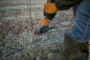 Elkezdődött a szőlő metszése Villányban