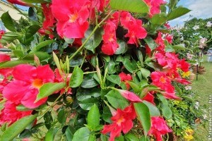 Így gondozzuk a tölcsérjázmint (Dipladenia), roskadozni fog a virágoktól