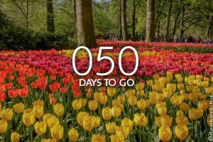 Visszaszámolnak Keukenhofban: hamarosan nyit a hagymás virágok paradicsoma