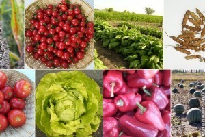 Különleges tájfajta vetőmagok rendelhetők ingyen