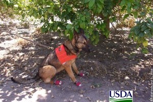 A keresőkutyák már a növényvédelemben is bevethetők