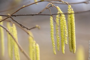 2020: megkezdődött az idei pollenszezon