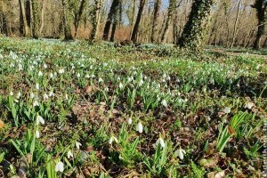 Mától látogatható az alcsútdobozi hóvirágmező