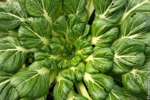 Egzotikus szuperzöldség a kertben: Tatsoi