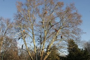 Láttál már ilyet? Fagyöngy eltávolítás Budapest fáiról