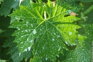 Jó tudni, hogyan hatnak a növényvédőszerek!