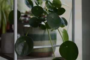 Pénzlevelű pilea (Pilea peperomoides): nemcsak szép, hanem a pénzt is hozza