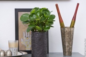 Kezdők szobanövénye: tompalevelű törpebors