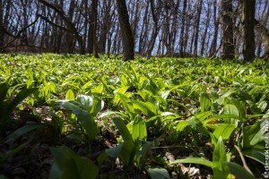 Már szedhető a medvehagyma Zala megyében