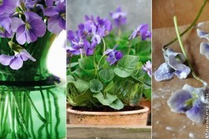 Ibolya: tavaszi virágdísz a kertből ingyen