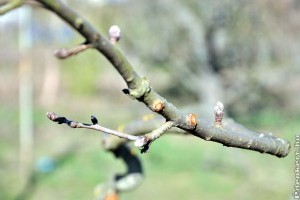 Alma, körte, birs metszése: így ismerd fel a termőrészeket