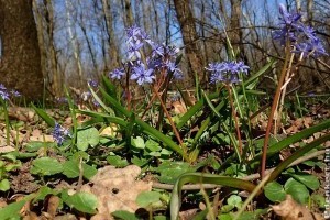 25 ezer csillagvirág nyílik a nyíregyházi Sóstói-erdőben