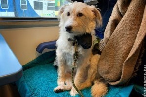 Vonatozz kis kedvenceddel a szabályok betartása mellett