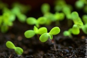 Növényvédelemi tennivalók a kertben - 2020 március