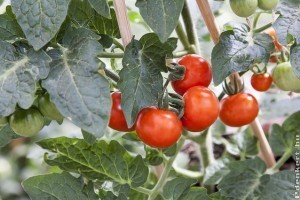 Veszélyes vírustól tartanak a paradicsomtermelők is