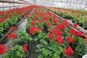 A koronavírus-járvány 174 milliárd forint veszteséget okozhat a dísznövényágazatnak