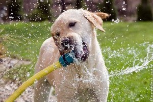 Kerti önitató és játék kutyáknak