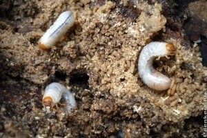 Hogyan védekezhetünk a talajlakó pajorok, drótférgek ellen?