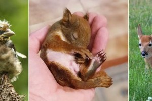 Hagyjuk békén a madárfiókákat, őzgidákat, nyúl-, nyest- és mókuskölyköket, vadmalacokat