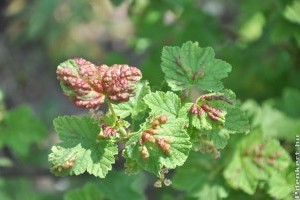 Piros hólyagok a ribizli levelén - mi okozza?