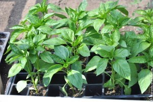 Palánták kiültetése: 5 tanács, amit érdemes megfogadni