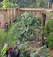 Krizantém: ha ezekre figyelsz, tele lesz virággal