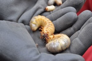 Gigantikus pajor, láttál már ekkorát?