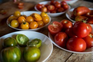 Jobbak a tájfajta paradicsompalánták?