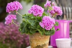 Muskátli árak 2020