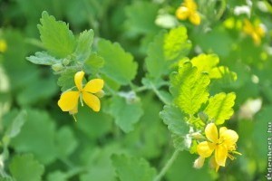 Vérehulló fecskefű, a szemölcs ellenszere