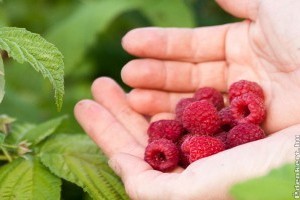 Szedd magad málna 2020