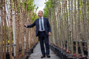 12 ezer fát igényelhetnek a 10 ezer főnél kisebb települések