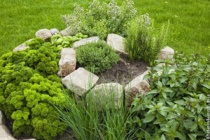 Építsünk fűszerspirált a kertbe, hasznos és mutatós