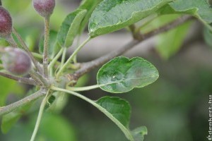 A csapadékkal életre kelnek a gombák, már támadják a gyümölcsfákat
