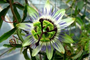 Újra megnyílt a Pécsi Tudományegyetem botanikus kertje