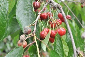 Reped a cseresznye, meggy: terjed a monilia!
