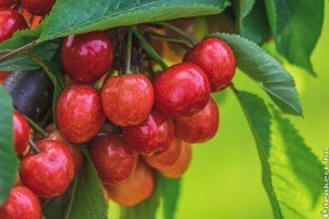 Gyenge az idei cseresznye- és meggytermés, magasan az árak