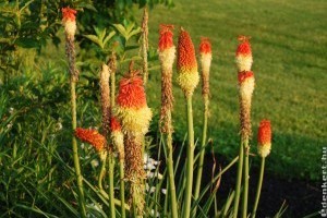 Fáklyaliliom- a kertek tüzes szépsége
