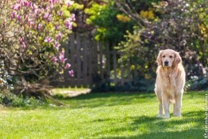 Kutya mellett hogyan lehet szép kertünk?