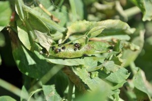 Készüljünk idén is a poloskák inváziójára!