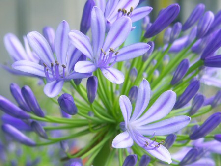 Krizantém: ha ezekre figyelsz, tele lesz virággal