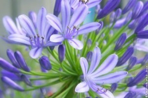 Mindenkit meghódít a szerelemvirág