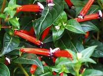 Puzdravirág (Cuphea ignea)