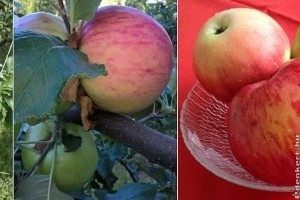 Nyári fontos, az igazi rétesalma
